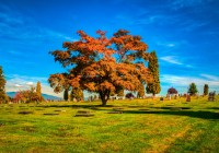 Autumn colours in the Cemetary in Vancouver