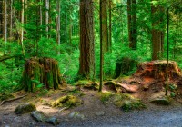 Forest path in Lynn Valley Canyon Park in North Vancouver