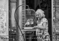 Woman feeding her Parrot in Havana Centro in Cub