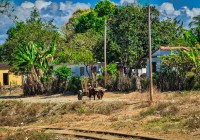 Cart with bulls near train tracks in Iznaga, Cuba