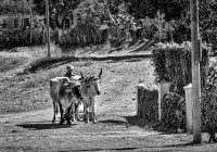 Farmer with two bulls in Iznaga, Cuba