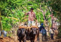 cuban-farmer-on-cart-on-path-from-fields-close-to-vi%c3%b1ales