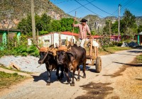 cuban-farmer-on-cart-returning-from-working-in-the-fields-in-vi%c3%b1ales