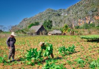 cuban-farmers-in-the-field-harvesting-tabacco-in-vi%c3%b1ales