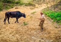 farmer-and-bull-confrontation-vi%c3%b1ales