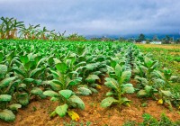 tabacco-plants-on-farm-in-vi%c3%b1ales
